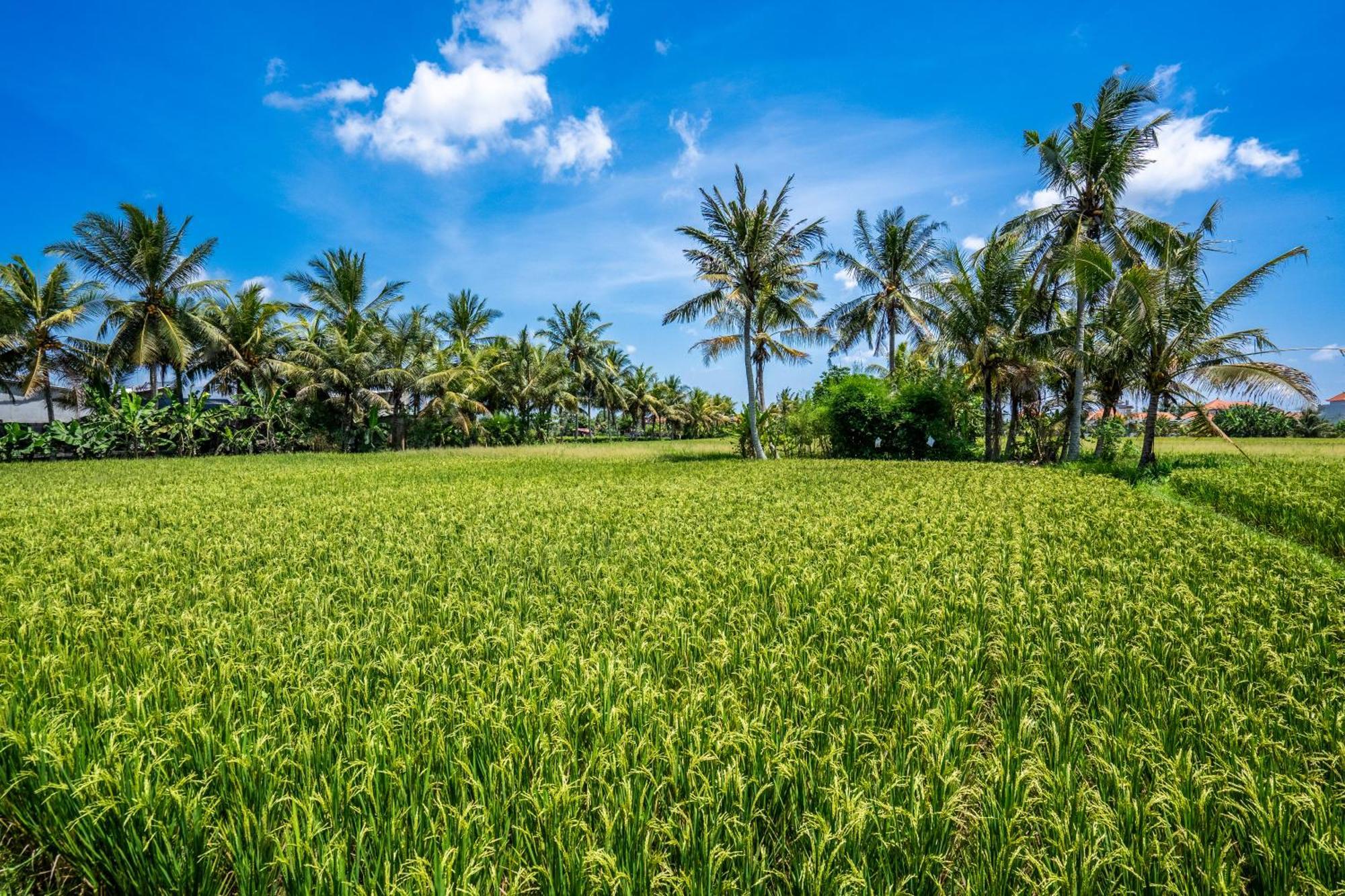 Green Flow Ubud Villas III ภายนอก รูปภาพ